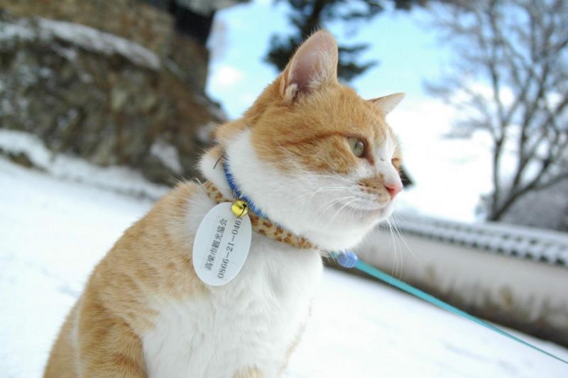 thành chủ đáng yêu của lâu đài Bitchu Matsuyama 